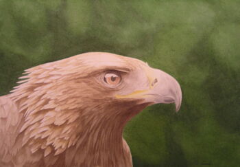 Steinadler Portrait