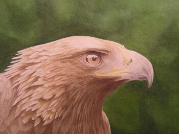 Aquarelle Aquarelle